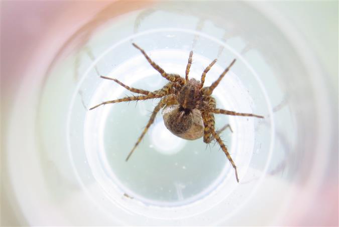 Lycosidae: Pardosa sp. - Costa de Caparica (Portogallo)